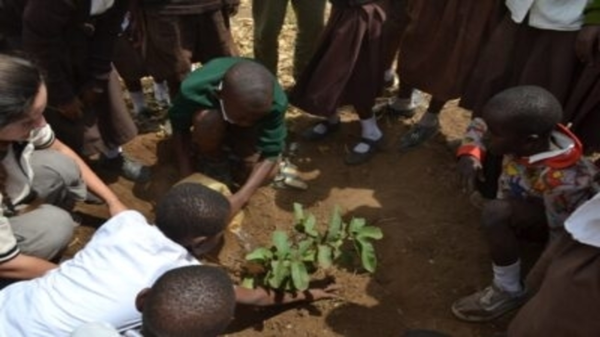 school kids planting trees