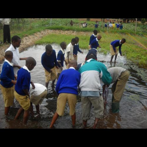 Fish farming at Mwereni primary school fish pond.