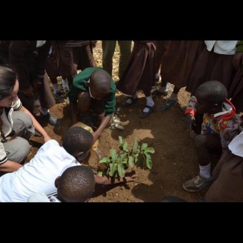 tree planting